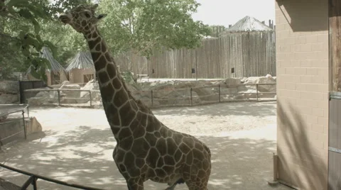 Wide of Giraffe Stock Footage 50910347