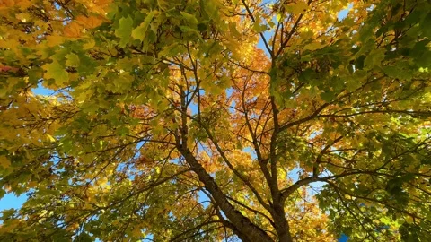Wide Golden Autumn Tree Canopy Video stock 320830666