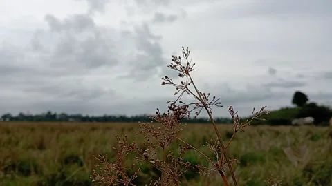 Wide grass field with cloudy weather Stock Footage 239461502