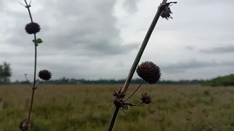 Wide grass field with cloudy weather Stock Footage 239461637