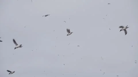 Wide gray sky filled with a scattered flock of birds soaring and circling in an Stock Footage 320683658