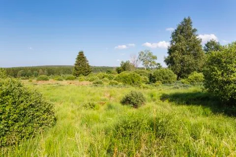 Wide green bog landscape with some trees in the High Fens, Eifel, Belgium wit Stock Photos