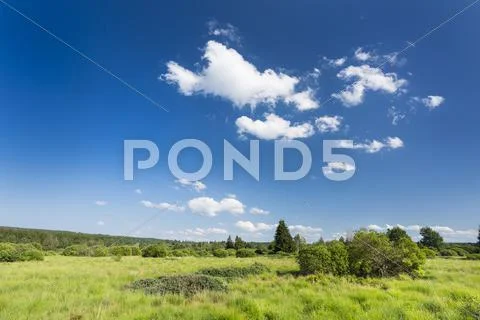 Wide green bog landscape with some trees in the High Fens, Eifel, Belgium wit Stock Photos