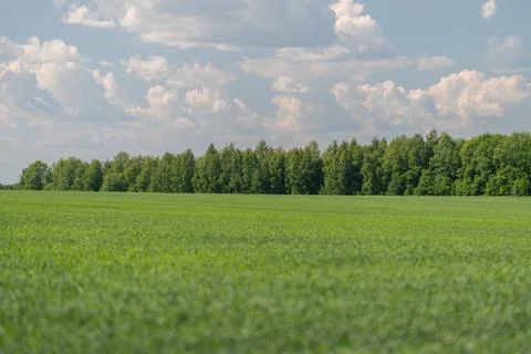 Wide green field with distant tree line under blue sky Stock Photos