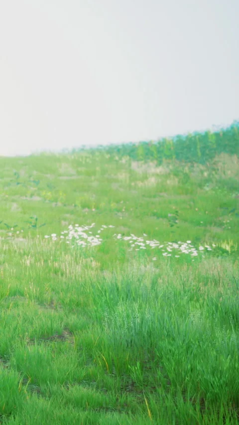 Wide green field with flowers and bright sky during day time in spring season Stock Footage 334171353