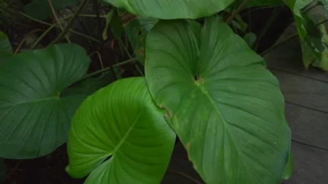 Wide green leaves Stock Footage 271164414