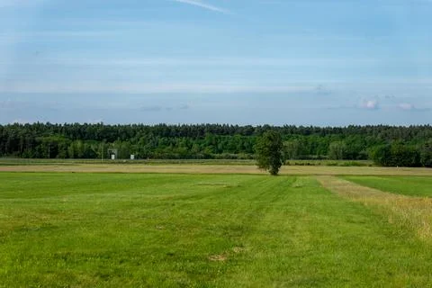 Wide green meadow with a single tree and a forest in the background under sky Foto stock