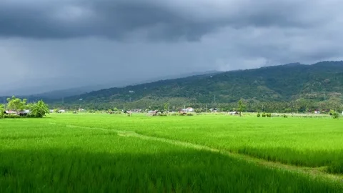 Wide Green Rice Field Landscape Under Dramatic Storm Clouds Stock Footage 337453039