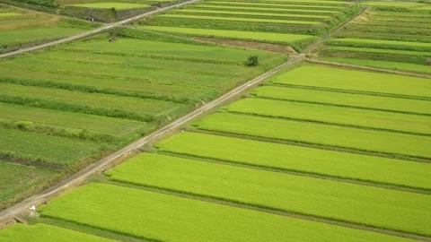 Wide green rice fields in August Japan Stock Footage 263217177