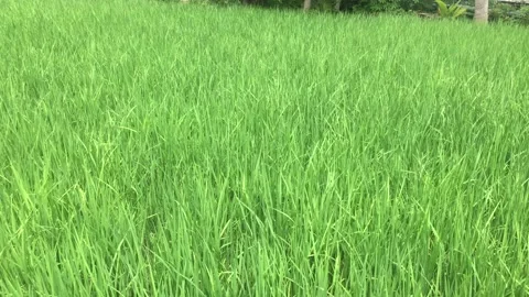 Wide green rice fields Stock Footage 229481946