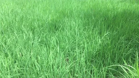 Wide green rice fields Stock Footage 229481986