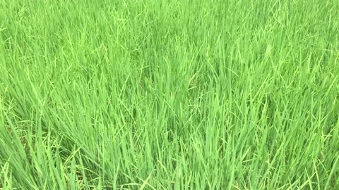 Wide green rice fields Stock Footage 229481987