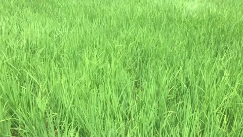Wide green rice fields Stock Footage 229481996