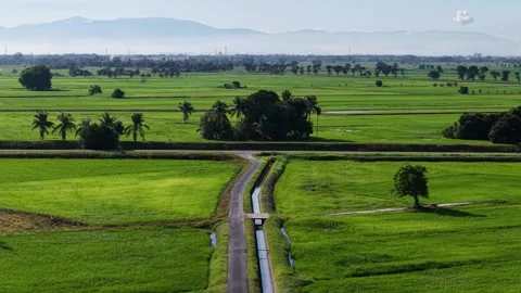 Wide green rice fields stretch beneath distant mountains Stock Footage 341384060