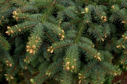 Wide green spruce branches in spring with young shoots and cones that have ju Stock Photos