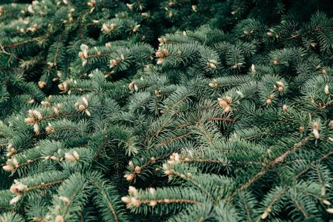 Wide green spruce branches in spring with young shoots and cones that have ju Stock Photos
