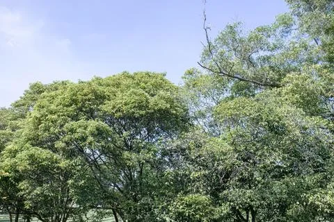 Wide Green Tree Canopy with Open Blue Sky Space Stock Photos