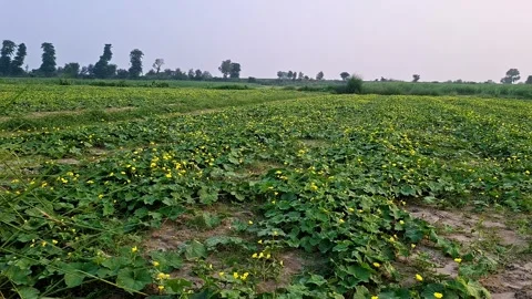 Wide Green Vegetable Field Filled With Yellow Blooms Vídeos de archivo 344627292