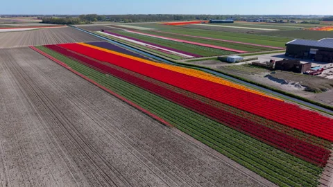 A wide, high-angle aerial drone view capturing a vast patchwork of colorful Video stock 336279091