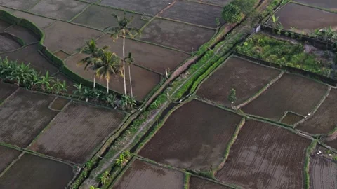 Wide high-angle orbit over flooded rice paddies near Ubud, Bali. Aerial view Stock Footage 311170898
