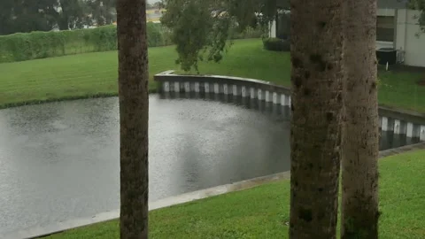 Wide high view down through three palm trees towards a retention pond wind and r Stock Footage 284558770