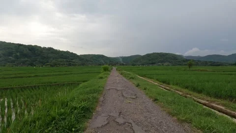 Wide Indonesian Rice Fields Under Dark Cloudy Sky – Tropical Monsoon Stock Footage 322177637