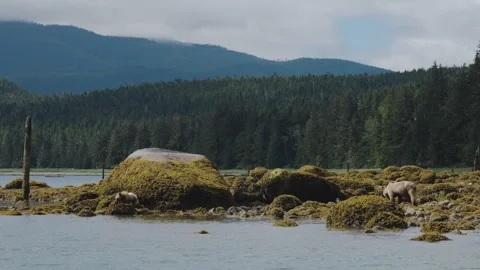 Wide Inlet Scene With Two Light Bears On Algae Covered Boulders Vídeos de archivo 341030479