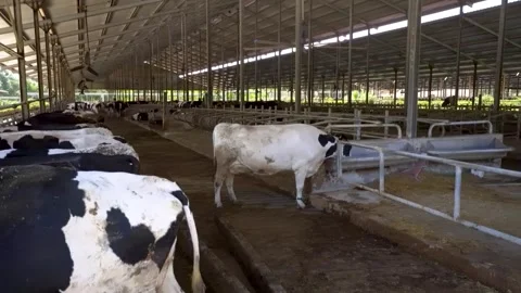 Wide interior view of a dairy farm barn with cattle Stock Footage 340517940