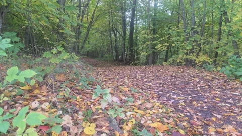 Wide Intersection Of Dirt Paths Covered In Fallen Leaves In Forest Stock Footage 348166171