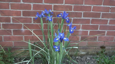 Wide Iris in flower boarder Video stock 38247031
