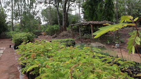 Wide of Kenyan Tree Nursery Stock Footage 138145397