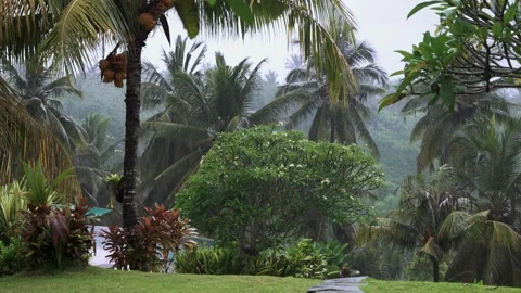 Wide landscape of coconut palm trees in tropical countryside of Bali Stock Footage 340552477