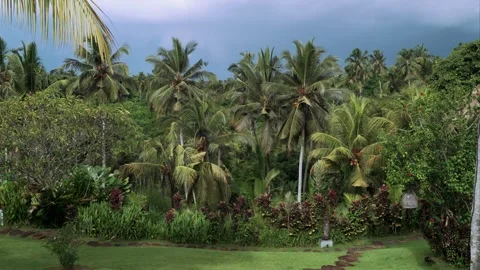 Wide landscape of coconut palm trees in tropical countryside of Bali Stock Footage 340552719