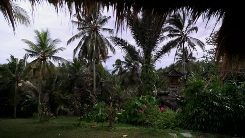 Wide landscape of coconut palm trees in tropical countryside of Bali Stock Footage 340608476