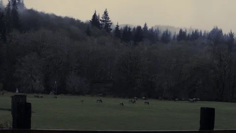 Wide landscape with Elk 動画素材 82767478