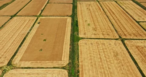 Wide Landscape Scene Wheat Fields Harvest Season Hot Summer In Bulgaria Steady Stock-Footage 289416867