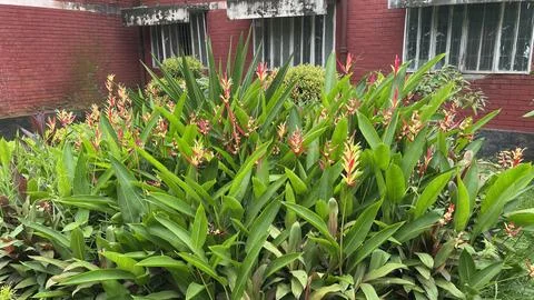 Wide Landscape Shot of Vibrant False Bird of Paradise Shrubbery in Daylight Fotos Stock