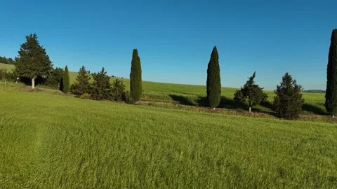 Wide Landscape View of Cypress Trees on Green Tuscan Ridge Видео 347189459