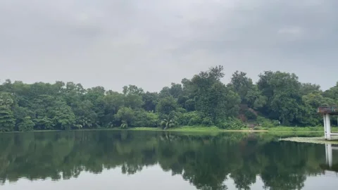 Wide Landscape View of Dense Tropical Woods and Peaceful Waterway. Stock Footage 344777325