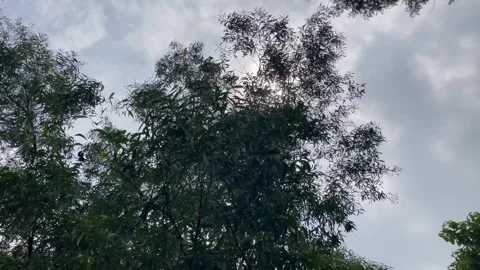 Wide Landscape View of Fresh Tree Branches Against Silver Clouds Backdrop Stock Footage 344777162