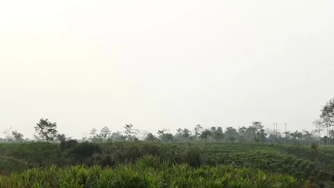 Wide landscape view of green tea plantation fields under open sky Stock Footage 330703155