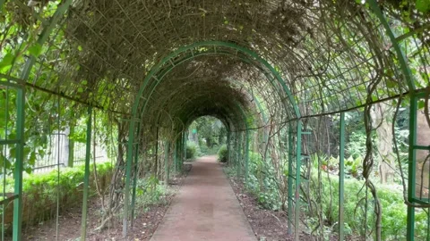Wide Landscape View of Long Natural Plant Canopy Shaded Walkway. Stock Footage 344777791
