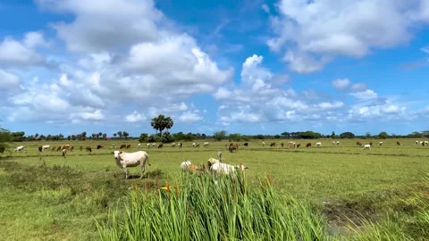 Wide landscape view of a rural plain field with many cows grazing. Video stock 290993322