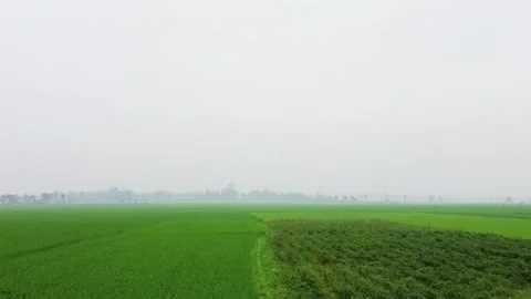 Wide landscape view of vibrant green agricultural fields covered in thick m.. Stock Footage 332500783