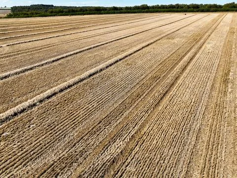 Wide large arable field under a blue sky Stock Photos