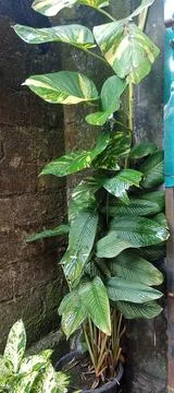 Wide leaf vines Stock Photos