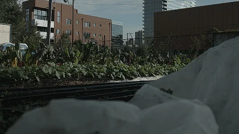 Wide left sliding shot of vegetables in a city farm Stock Footage 86012071
