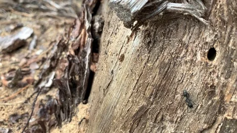 Wide light brown burrow in oak bark with large black ants Stock Footage 132687935