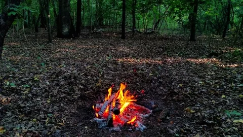 Wide Loop of Campfire in Green Woods 库存影片 342504869