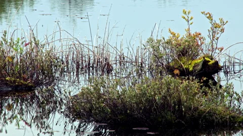 Wide looping shot on summer foliage in a North American lake Stock Footage 157309450